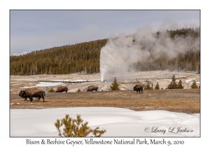 Bison & Beehive Geyser