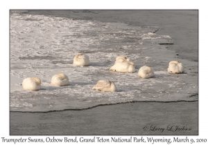 Trumpeter Swans