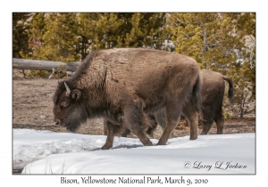 Bison