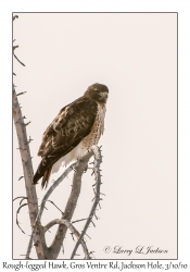 Rough-legged Hawk