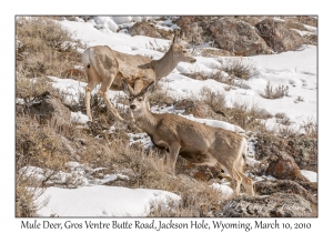 Mule Deer