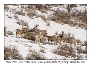 Mule Deer