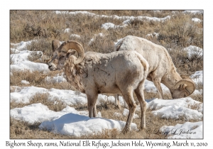 Bighorn Sheep