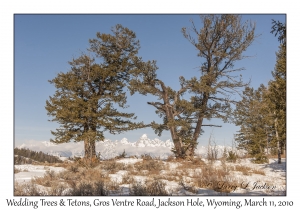 Wedding Trees & Tetons