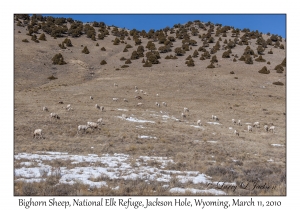 Bighorn Sheep