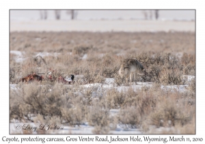 Coyote & Carcass