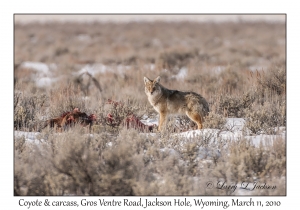 Coyote & Carcass