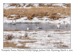 Trumpeter Swans