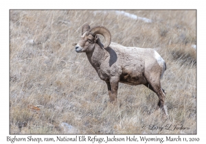 Bighorn Sheep