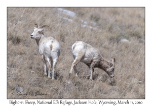 Bighorn Sheep