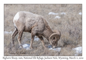 Bighorn Sheep