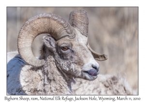 Bighorn Sheep