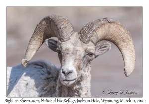 Bighorn Sheep