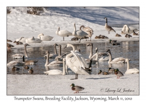 Trumpeter Swans