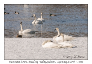 Trumpeter Swans