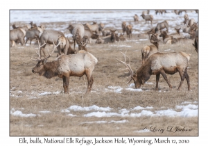 Elk