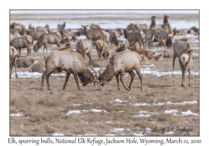 Elk
