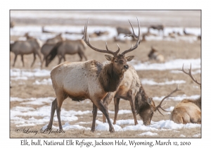 Elk