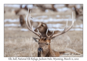 Elk