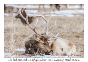 Elk