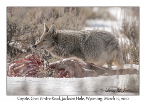 Coyote & Carcass