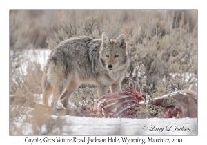 Coyote & Carcass