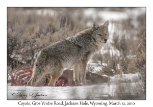 Coyote & Carcass