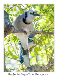 Blue Jay