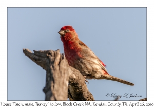 House Finch