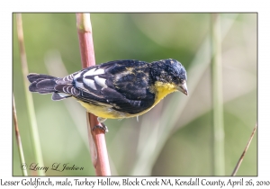 Lesser Goldfinch