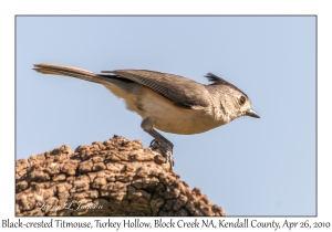 Black-crested Titmouse