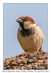 House Sparrow