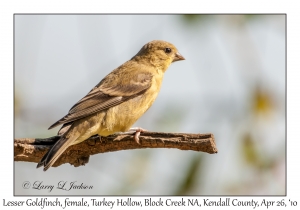 Lesser Goldfinch