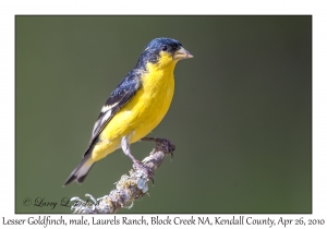 Lesser Goldfinch