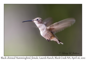 Black-chinned Hummingbird