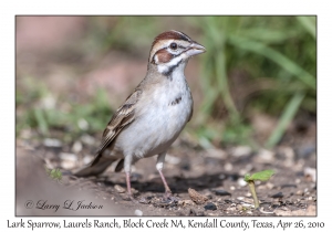 Lark Sparrow