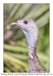 Wild Turkey