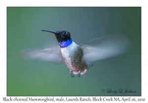 Black-chinned Hummingbird