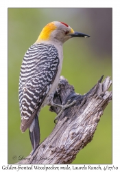 Golden-fronted Woodpecker