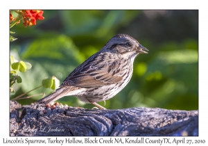 Lincoln's Sparrow