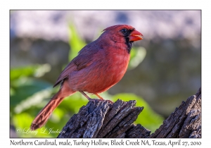 Northern Cardinal