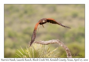 Harris's Hawk