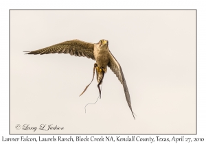 Lanner Falcon