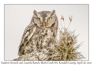 Eastern Screech-owl