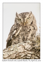 Eastern Screech-owl