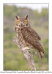 Great Horned Owl