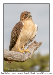 Red-tailed Hawk