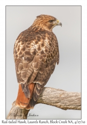 Red-tailed Hawk