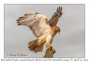 Red-tailed Hawk