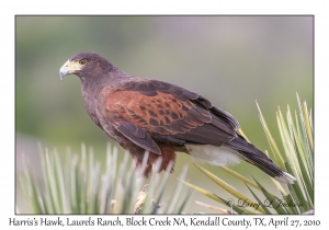 Harris's Hawk